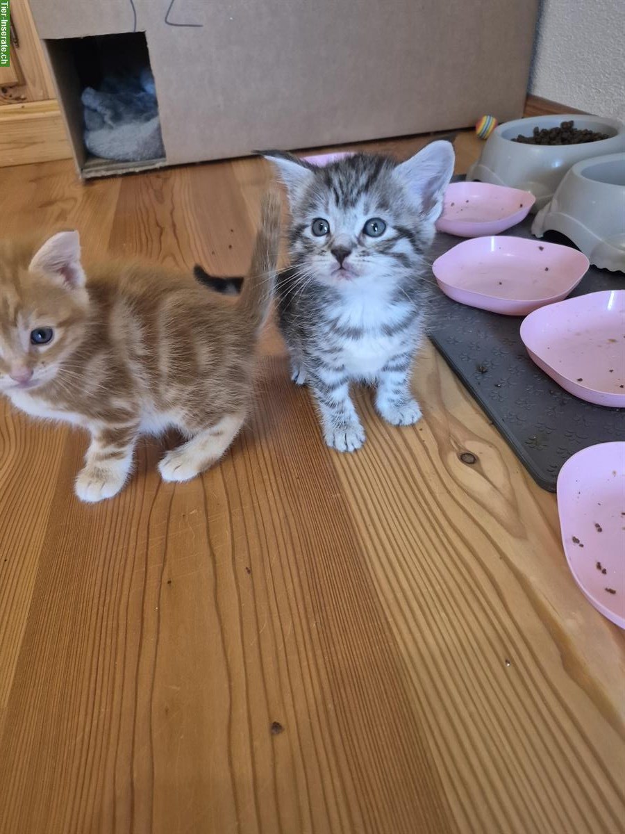 Maine Coon Kitten Mix suchen ein Zuhause