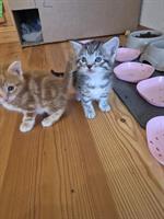 Maine Coon Kitten Mix suchen ein Zuhause