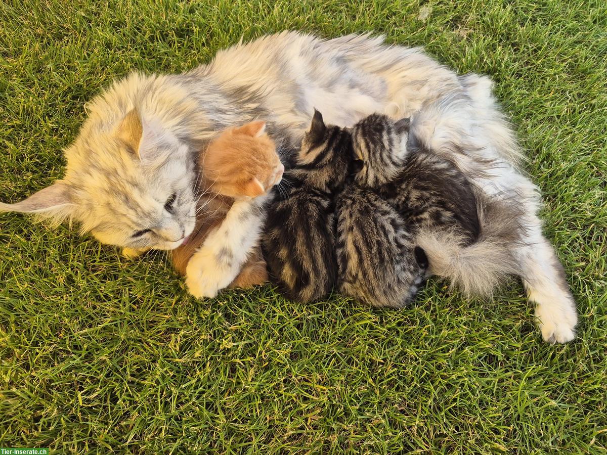 Bild 2: Maine Coon Kitten Mix suchen ein Zuhause