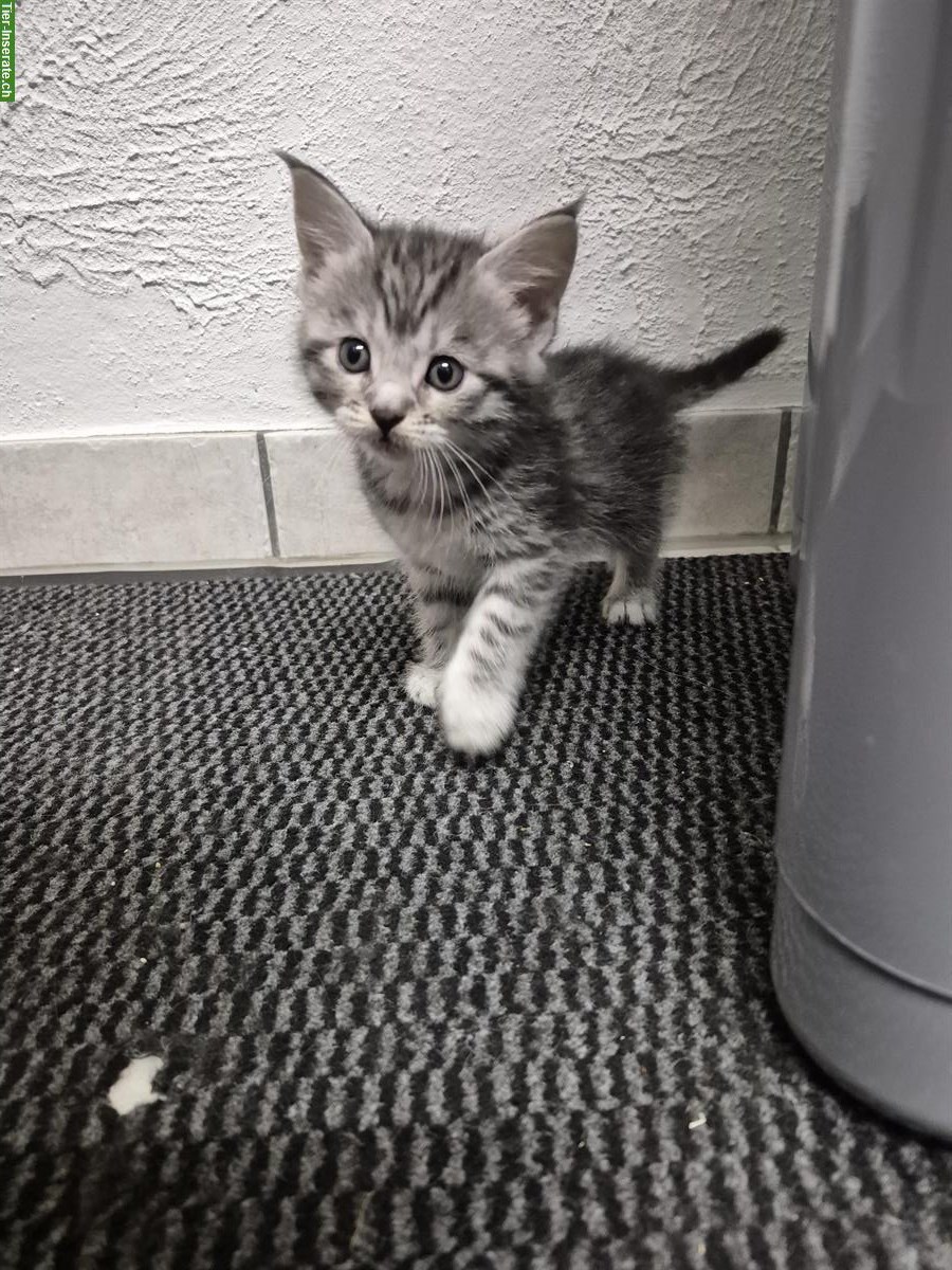 Bild 4: Maine Coon Kitten Mix suchen ein Zuhause