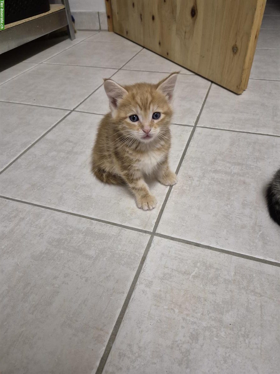 Bild 5: Maine Coon Kitten Mix suchen ein Zuhause