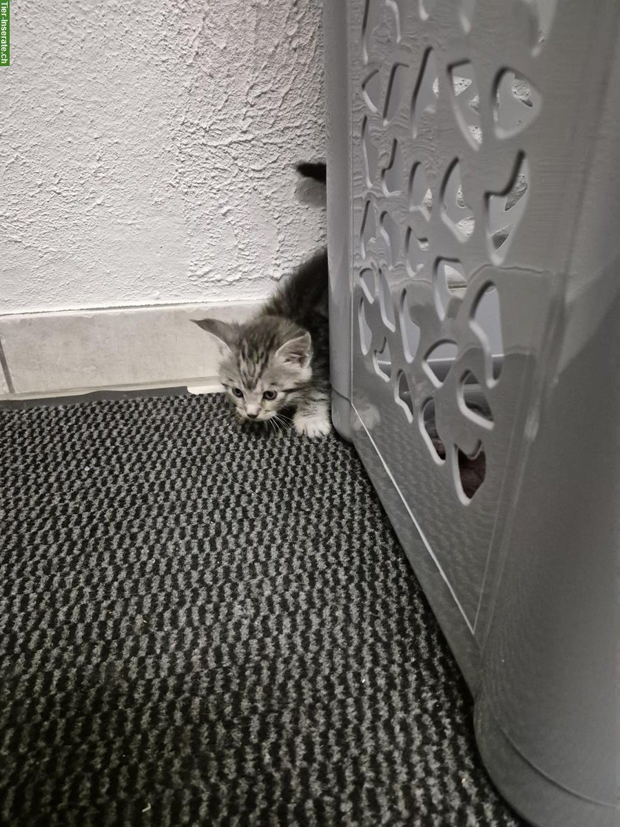 Bild 6: Maine Coon Kitten Mix suchen ein Zuhause