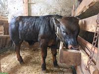 Zucht Stier mit guter Abstammung zu verkaufen