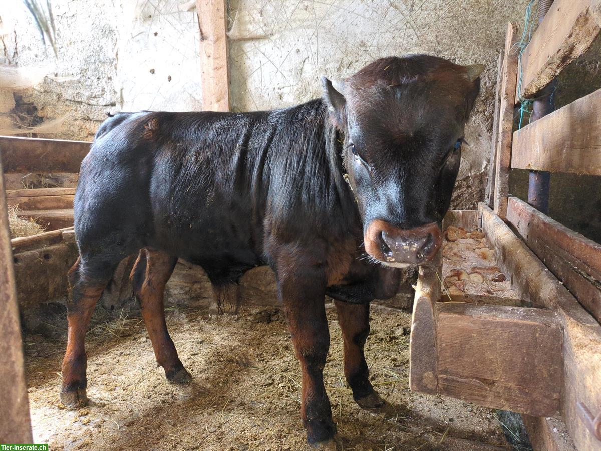 Bild 2: Zucht Stier mit guter Abstammung zu verkaufen