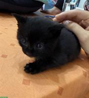 Männliches Kitten, schwarz zu vergeben
