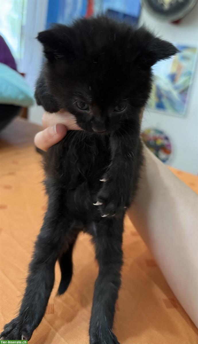 Bild 2: Männliches Kitten, schwarz zu vergeben