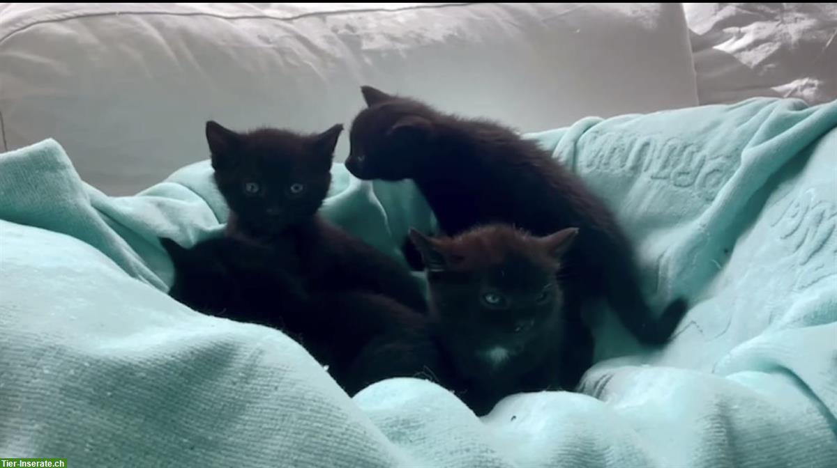 Bild 3: Männliches Kitten, schwarz zu vergeben