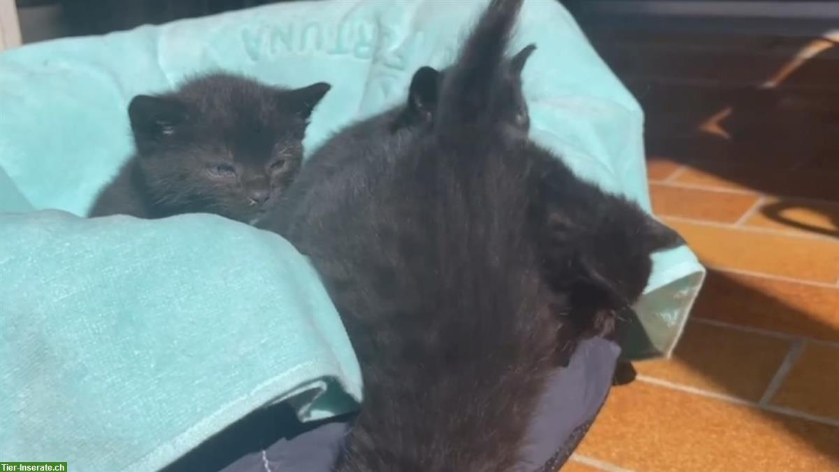 Bild 4: Männliches Kitten, schwarz zu vergeben
