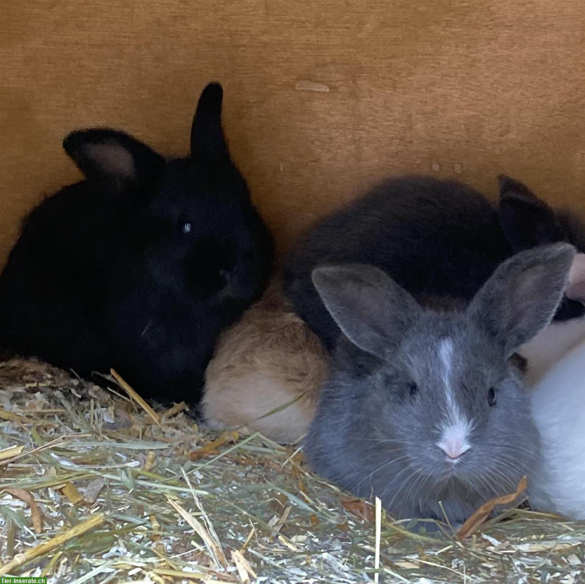 Junge Kaninchen in verschiedenen Farben