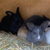 Junge Kaninchen in verschiedenen Farben