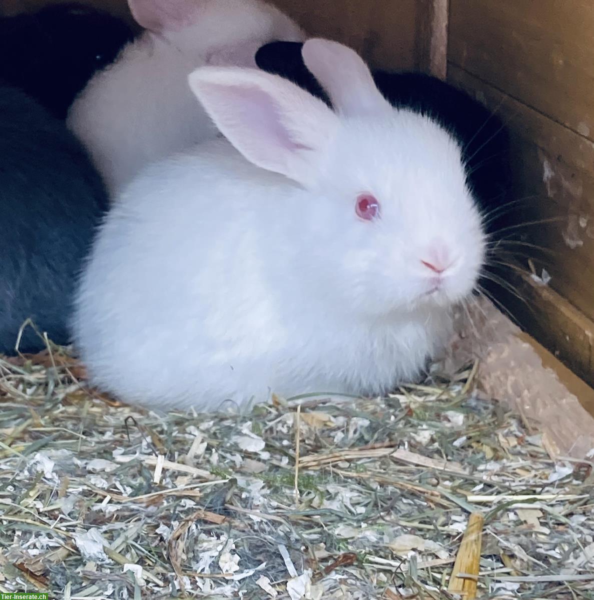 Bild 2: Junge Kaninchen in verschiedenen Farben