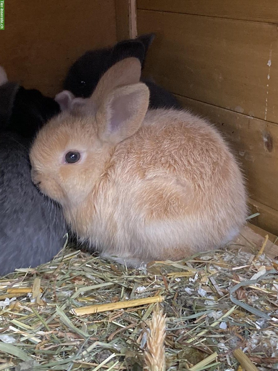 Bild 3: Junge Kaninchen in verschiedenen Farben