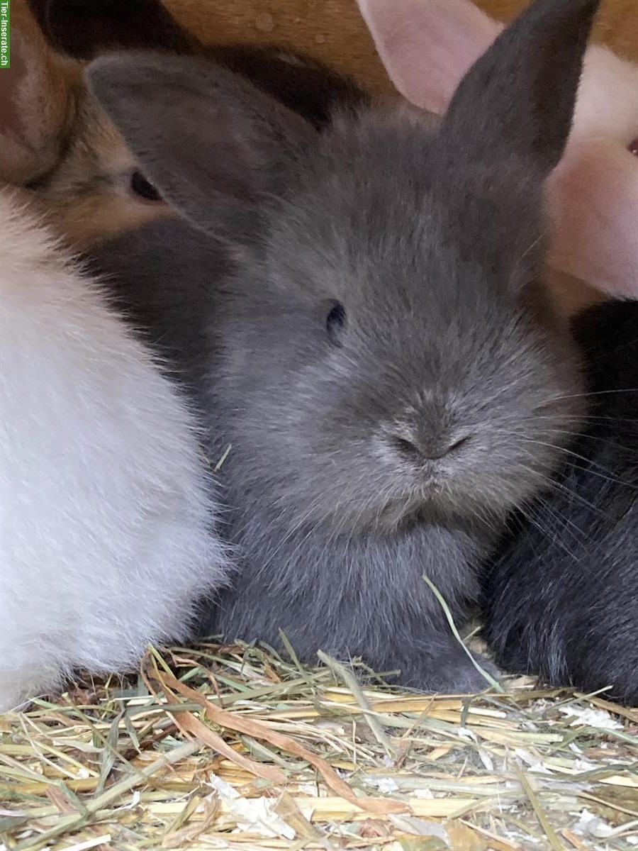 Bild 4: Junge Kaninchen in verschiedenen Farben