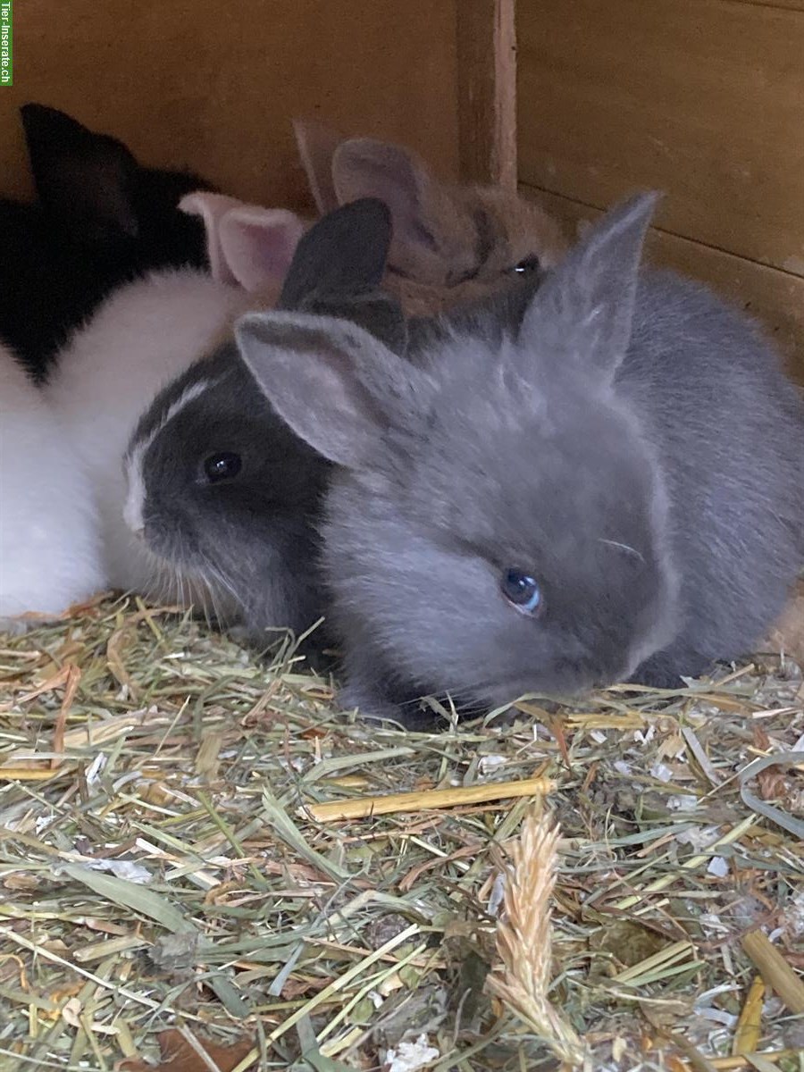 Bild 5: Junge Kaninchen in verschiedenen Farben