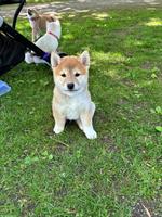 Shiba Inu Welpen suchen ein Zuhause