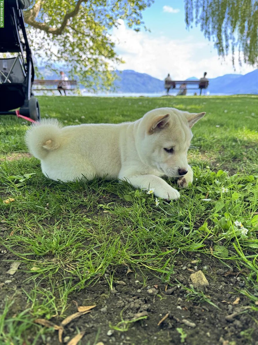 Bild 2: Shiba Inu Welpen suchen ein Zuhause