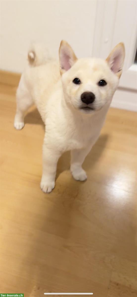 Bild 3: Shiba Inu Welpen suchen ein Zuhause