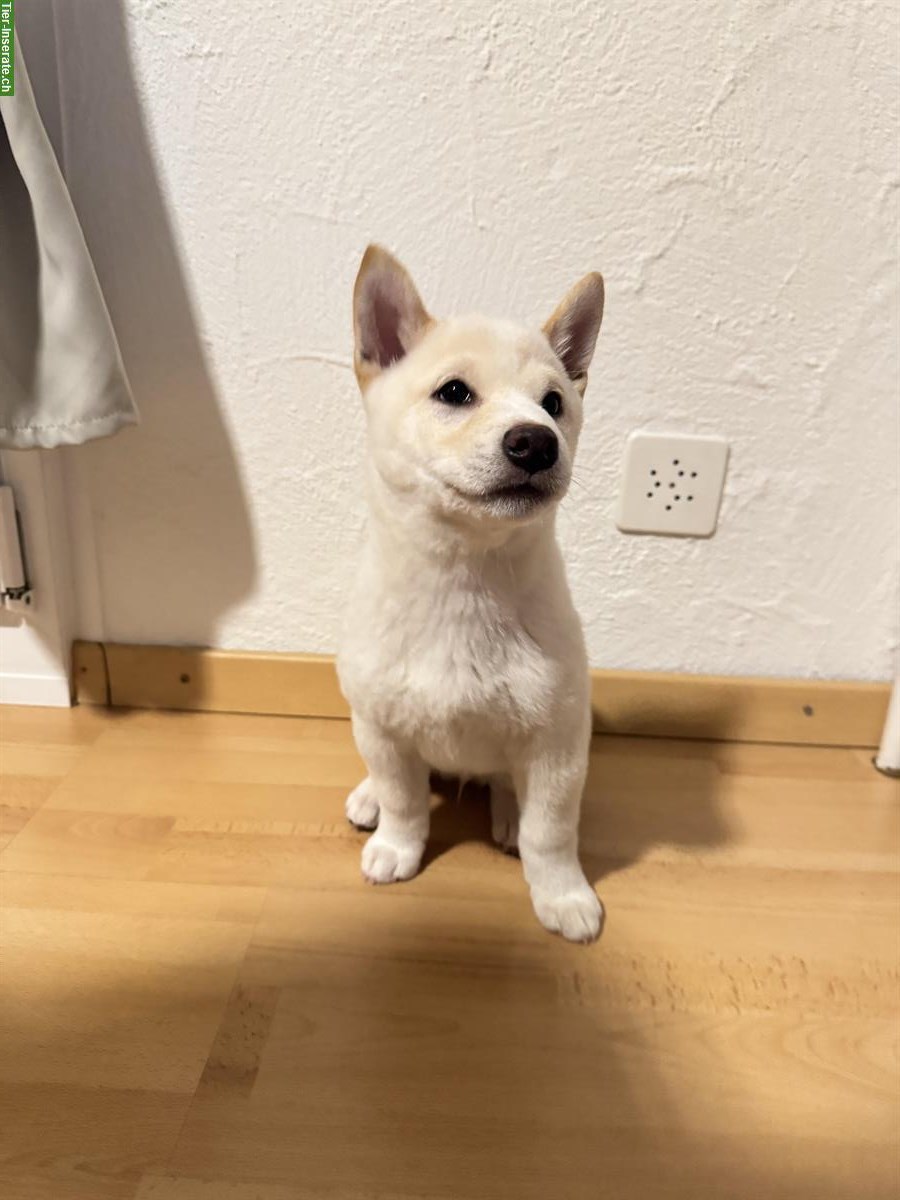 Bild 4: Shiba Inu Welpen suchen ein Zuhause