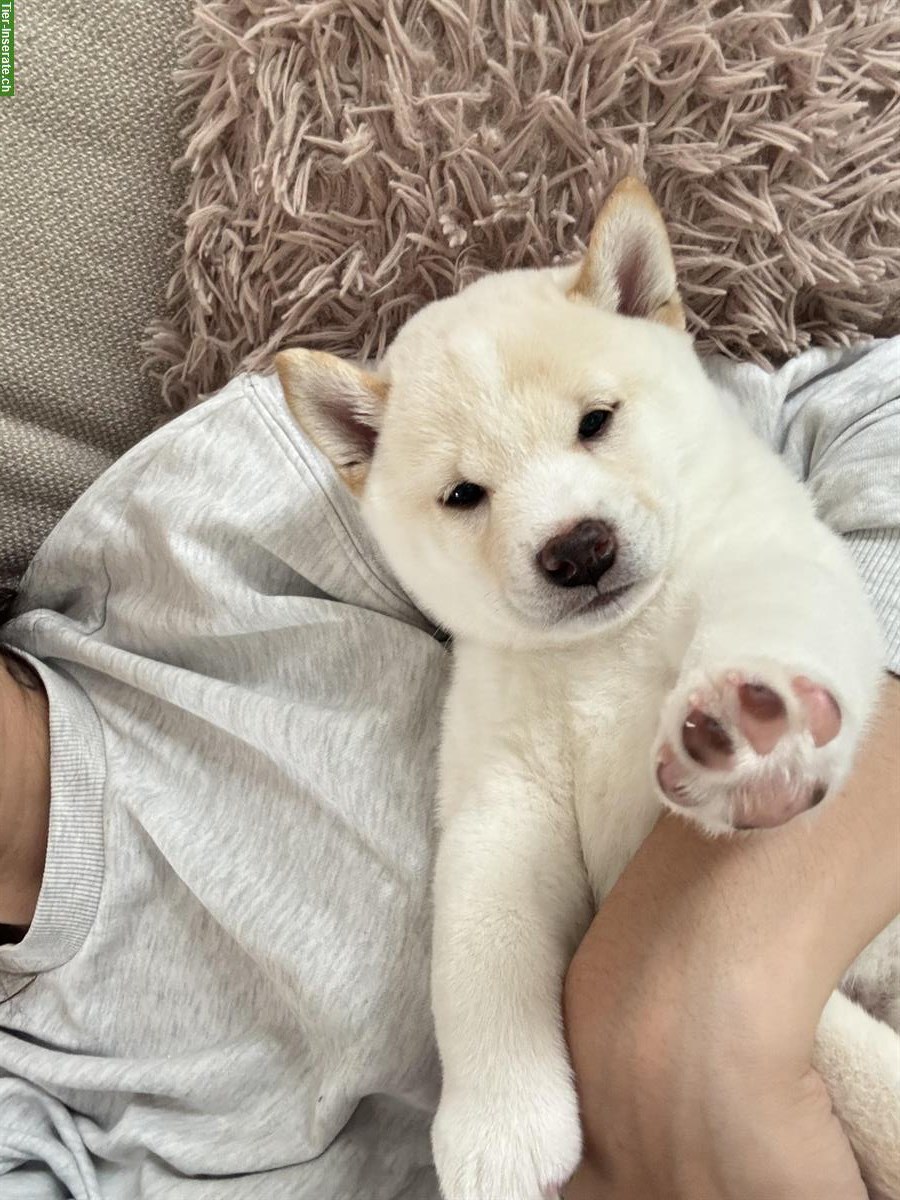 Bild 5: Shiba Inu Welpen suchen ein Zuhause