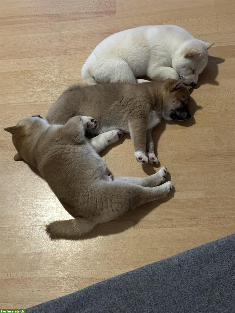 Bild 6: Shiba Inu Welpen suchen ein Zuhause