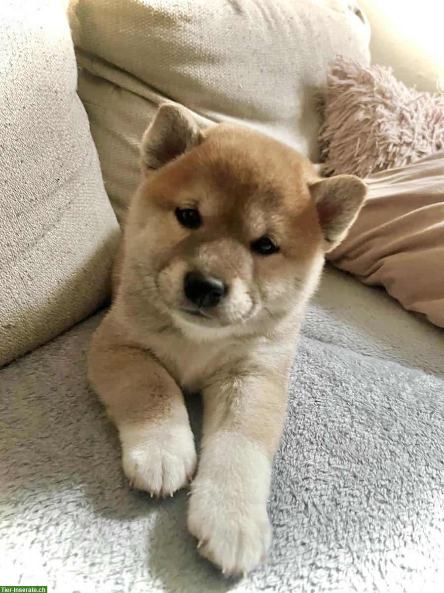 Bild 7: Shiba Inu Welpen suchen ein Zuhause