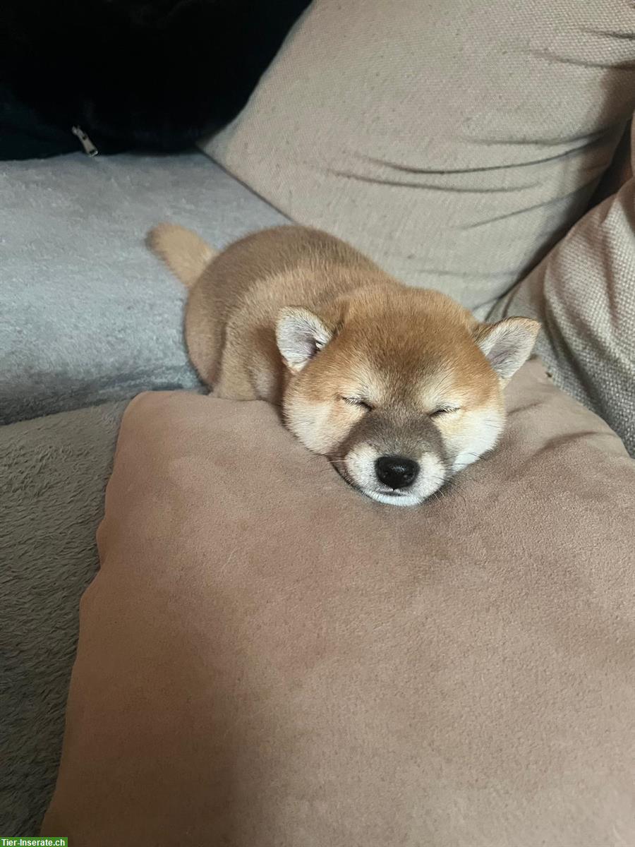 Bild 8: Shiba Inu Welpen suchen ein Zuhause