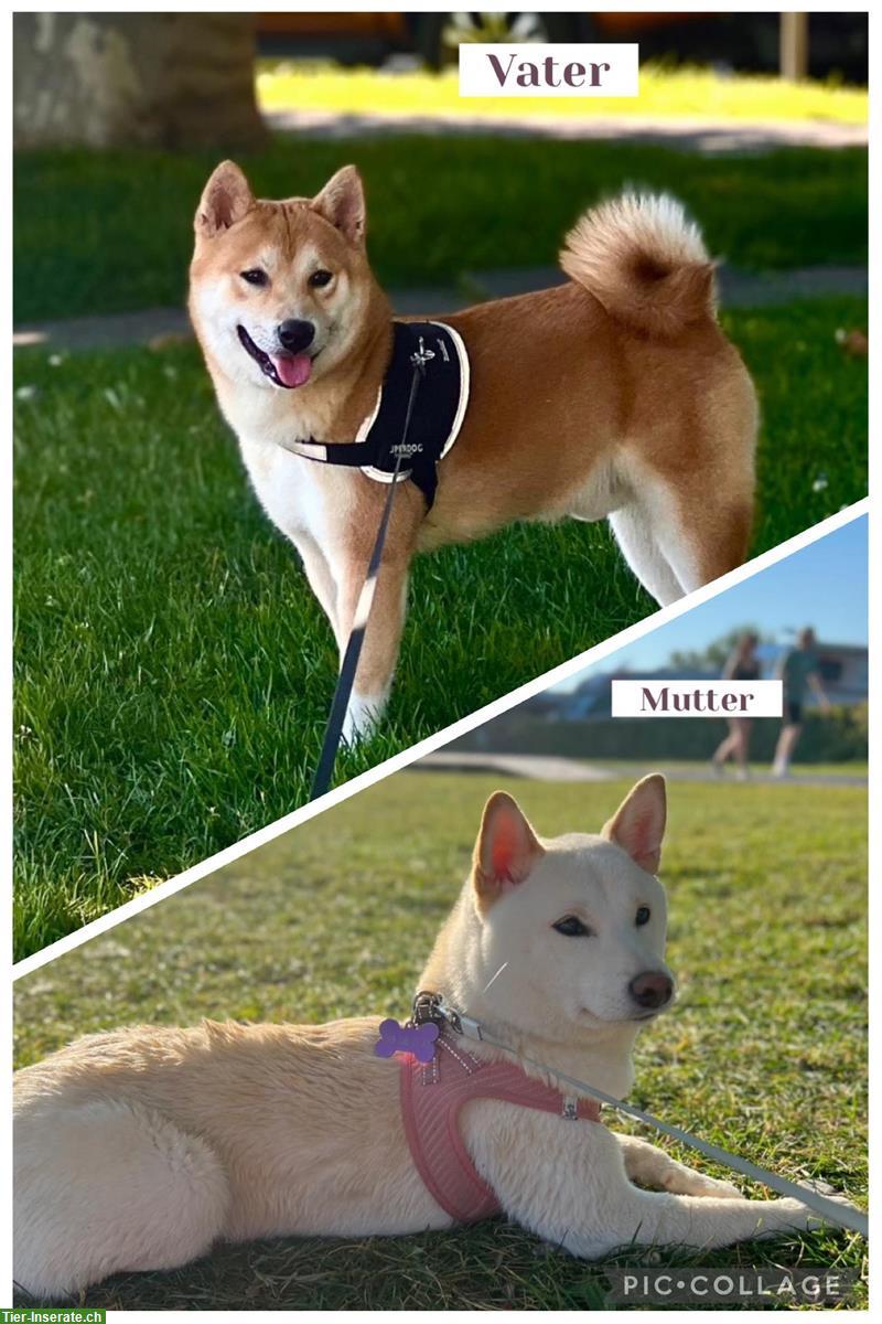 Bild 9: Shiba Inu Welpen suchen ein Zuhause