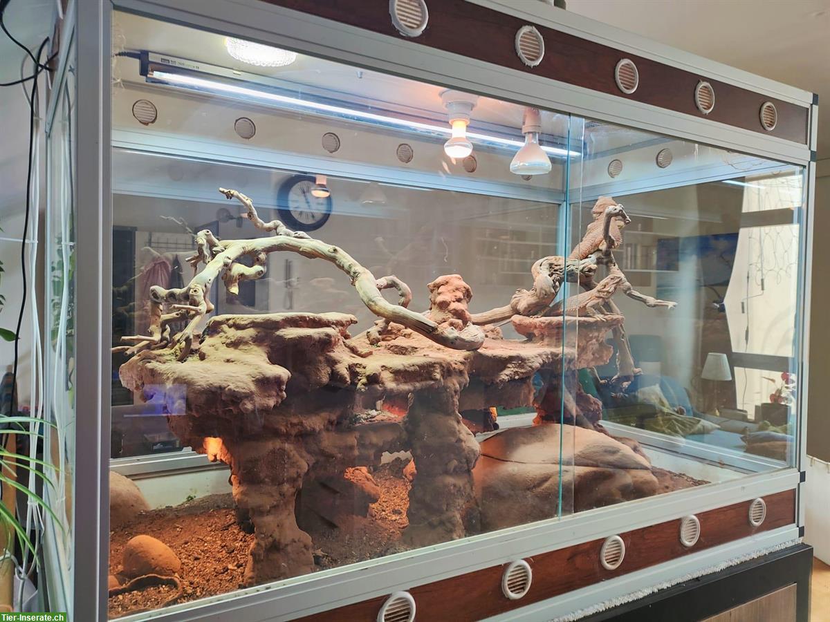 Bild 5: Bartagamen 1.1.0 inkl. Terrarium (AluSteck) 148x78x100cm