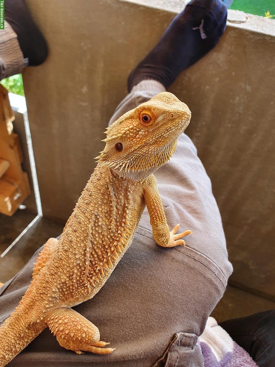 Bartagame mit Terrarium zu verkaufen