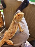 Bartagame mit Terrarium zu verkaufen