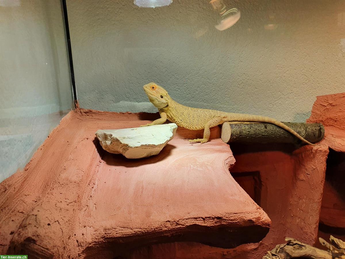 Bild 2: Bartagame mit Terrarium zu verkaufen