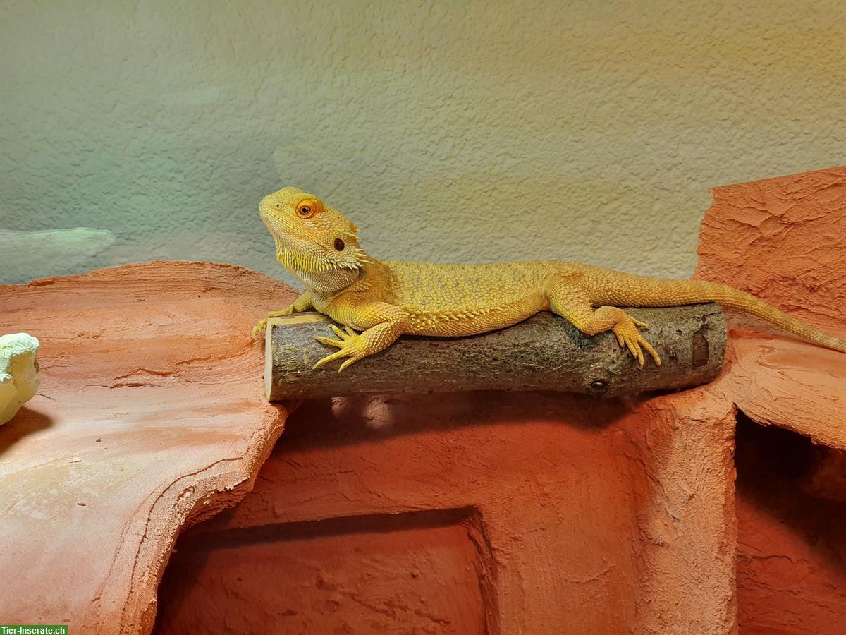 Bild 3: Bartagame mit Terrarium zu verkaufen
