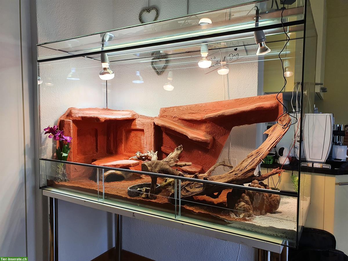 Bild 4: Bartagame mit Terrarium zu verkaufen