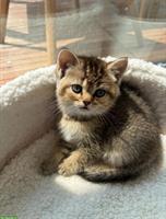 Junge Britisch Kurzhaar Katzen zu verkaufen