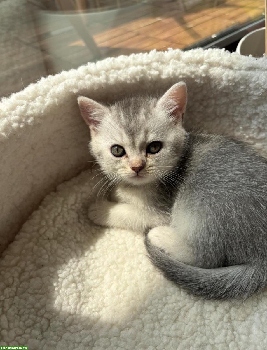 Bild 10: Junge Britisch Kurzhaar Katzen zu verkaufen