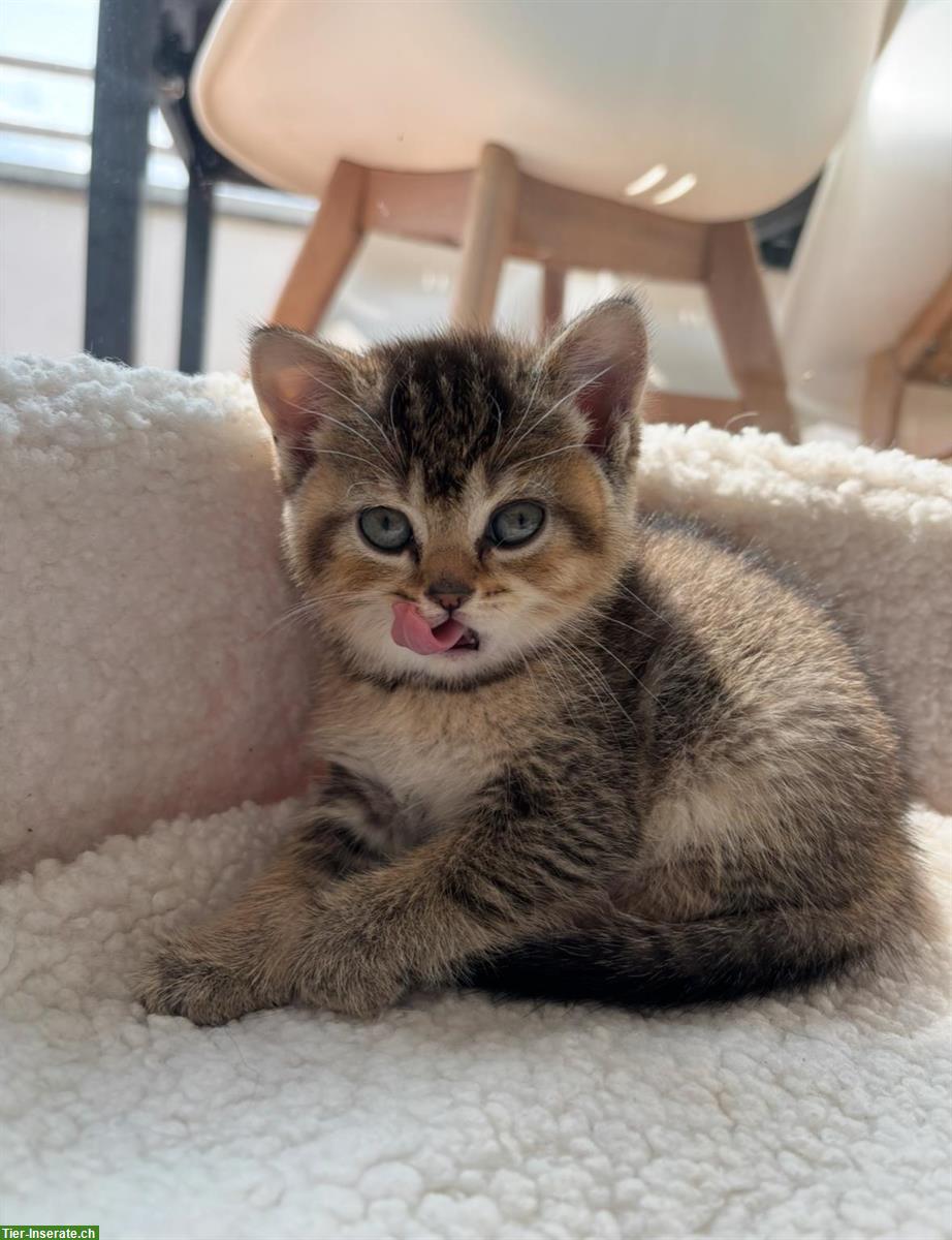Bild 2: Junge Britisch Kurzhaar Katzen zu verkaufen