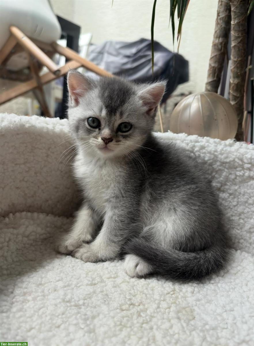 Bild 3: Junge Britisch Kurzhaar Katzen zu verkaufen