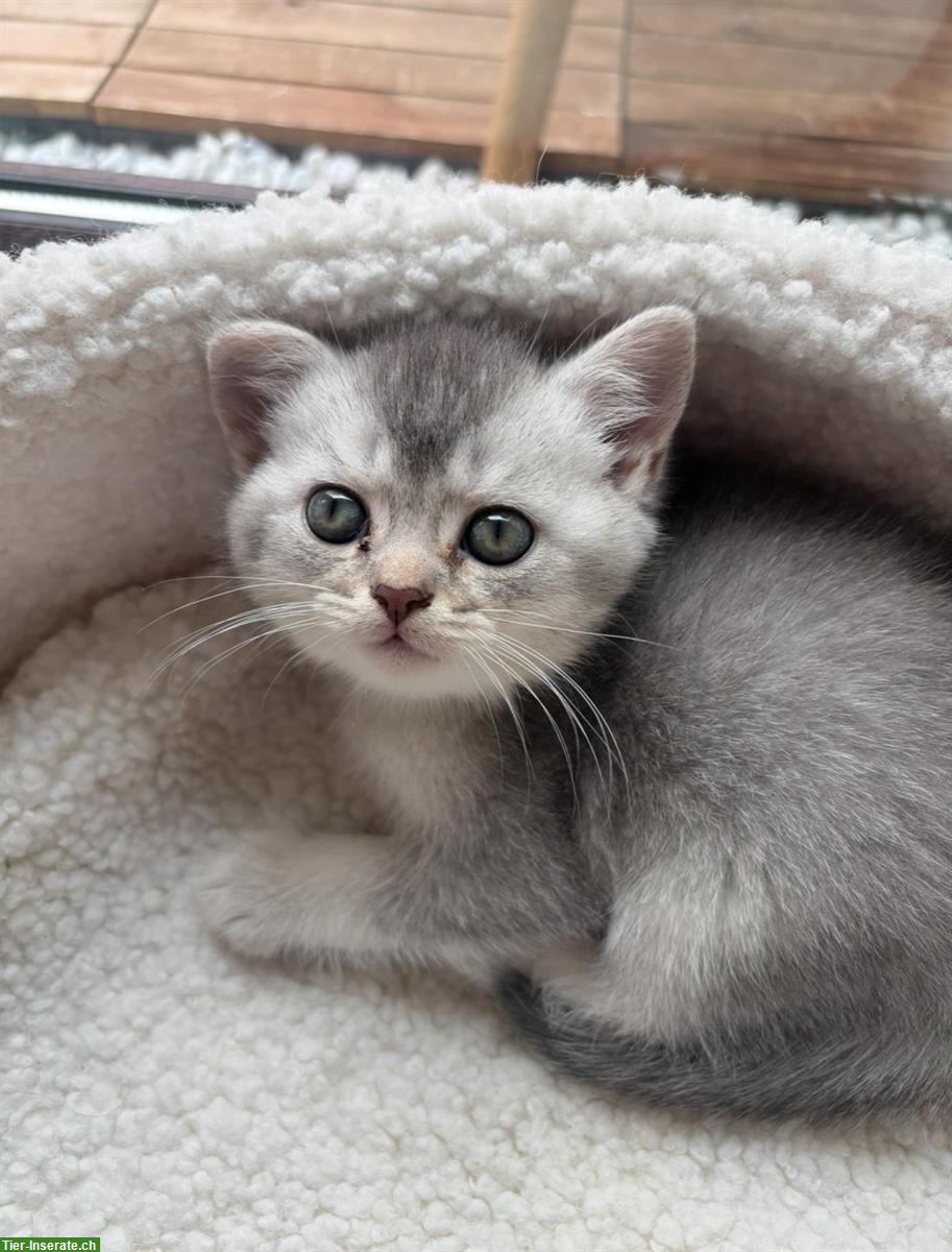 Bild 4: Junge Britisch Kurzhaar Katzen zu verkaufen