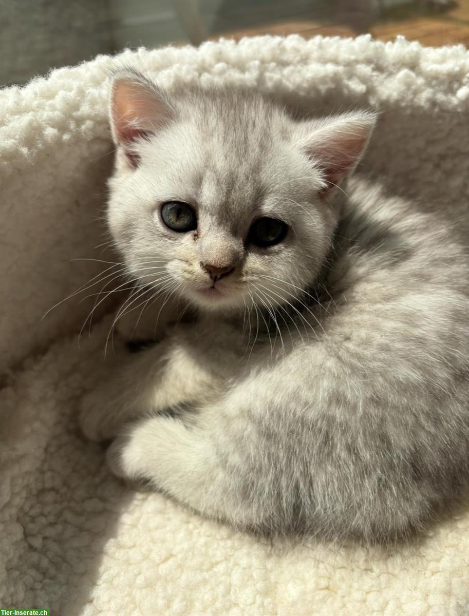 Bild 5: Junge Britisch Kurzhaar Katzen zu verkaufen