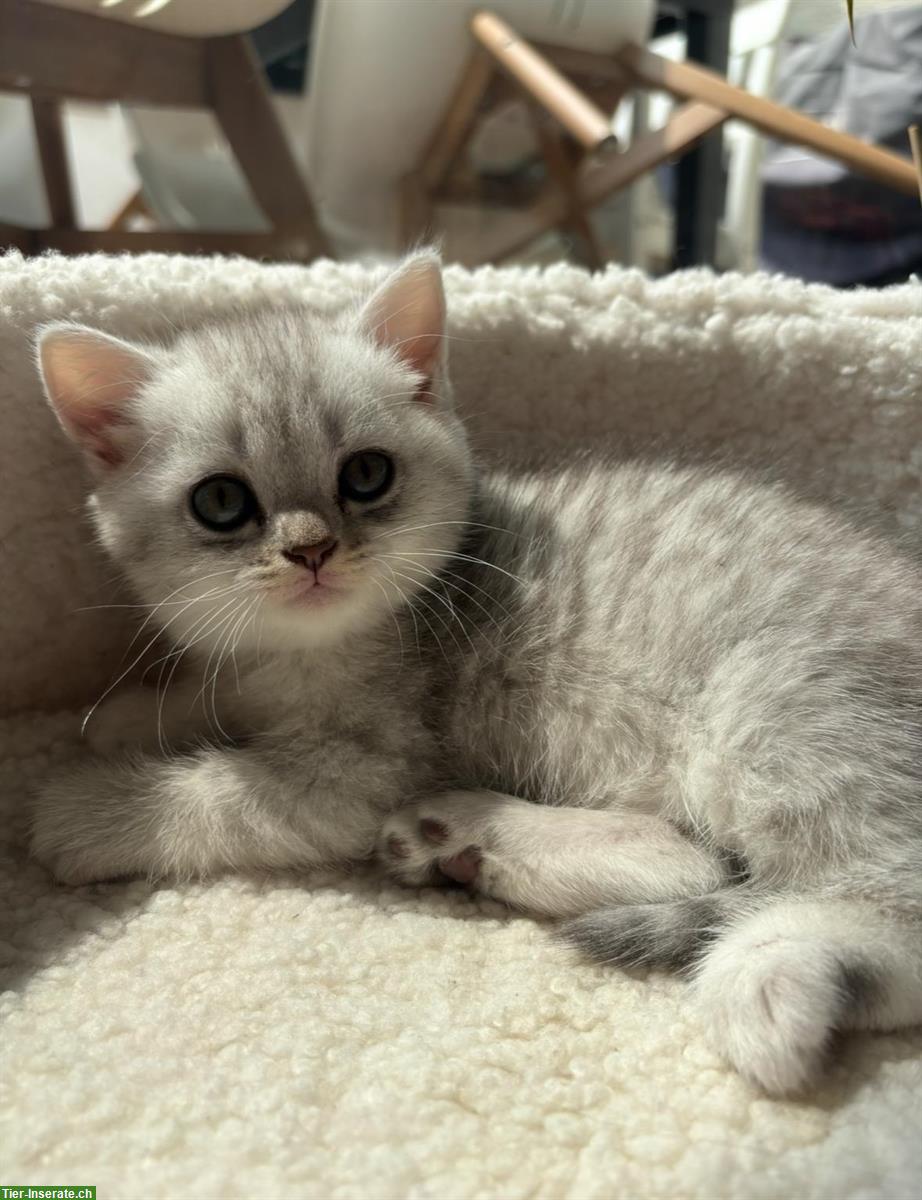 Bild 6: Junge Britisch Kurzhaar Katzen zu verkaufen