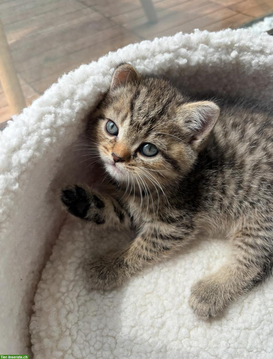 Bild 7: Junge Britisch Kurzhaar Katzen zu verkaufen