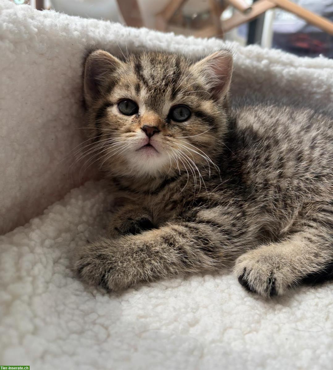 Bild 8: Junge Britisch Kurzhaar Katzen zu verkaufen