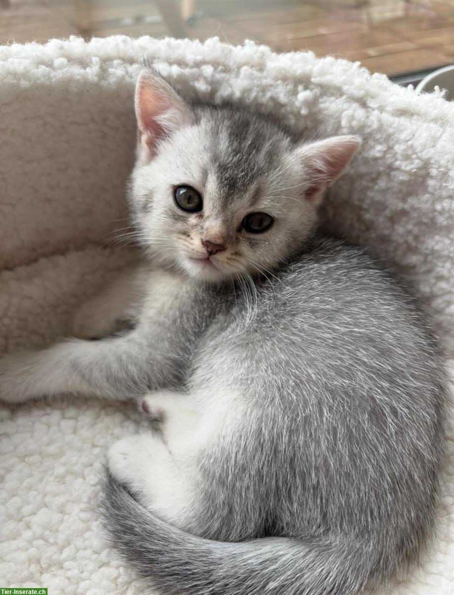 Bild 9: Junge Britisch Kurzhaar Katzen zu verkaufen