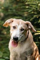 Mischlingshündin Bella sucht ein Zuhause - warmherzig & verlässlich