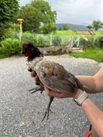 2 Hähne Silverudds Blå x Appenzeller Spitzhauben - Mix