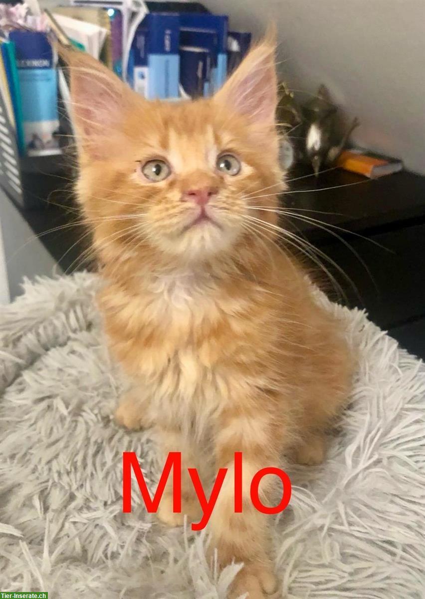 Reinrassige Maine Coon Kitten mit Stammbaum zu verkaufen