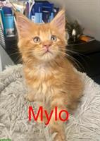 Reinrassige Maine Coon Kitten mit Stammbaum zu verkaufen