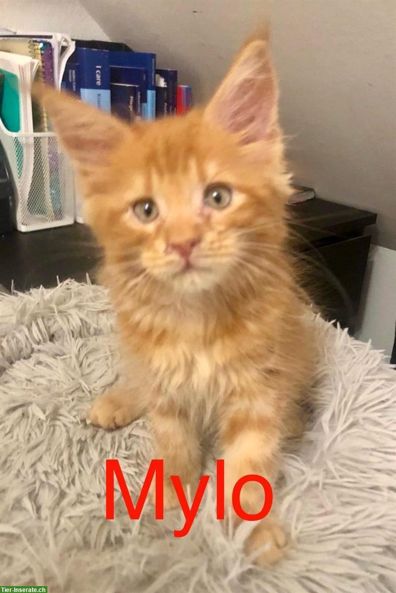 Bild 2: Reinrassige Maine Coon Kitten mit Stammbaum zu verkaufen