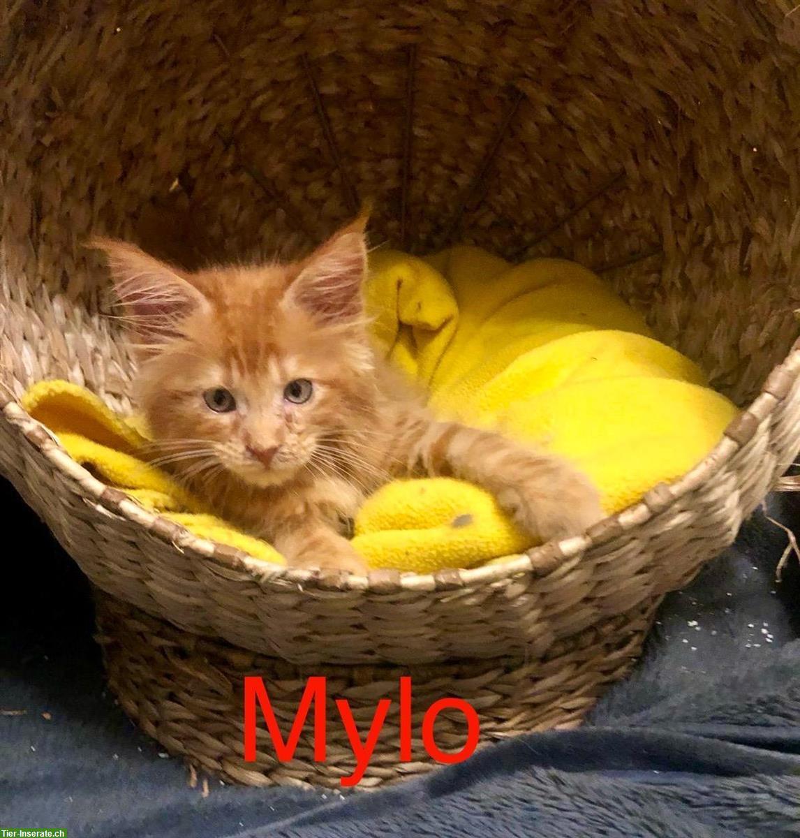Bild 3: Reinrassige Maine Coon Kitten mit Stammbaum zu verkaufen