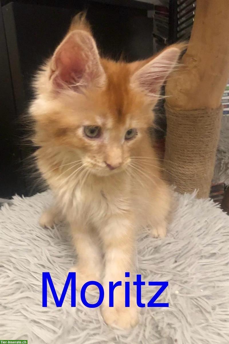 Bild 4: Reinrassige Maine Coon Kitten mit Stammbaum zu verkaufen